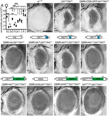 C-Terminal Peptide Modifications Reveal Direct and Indirect Roles of Hedgehog Morphogen Cholesteroylation